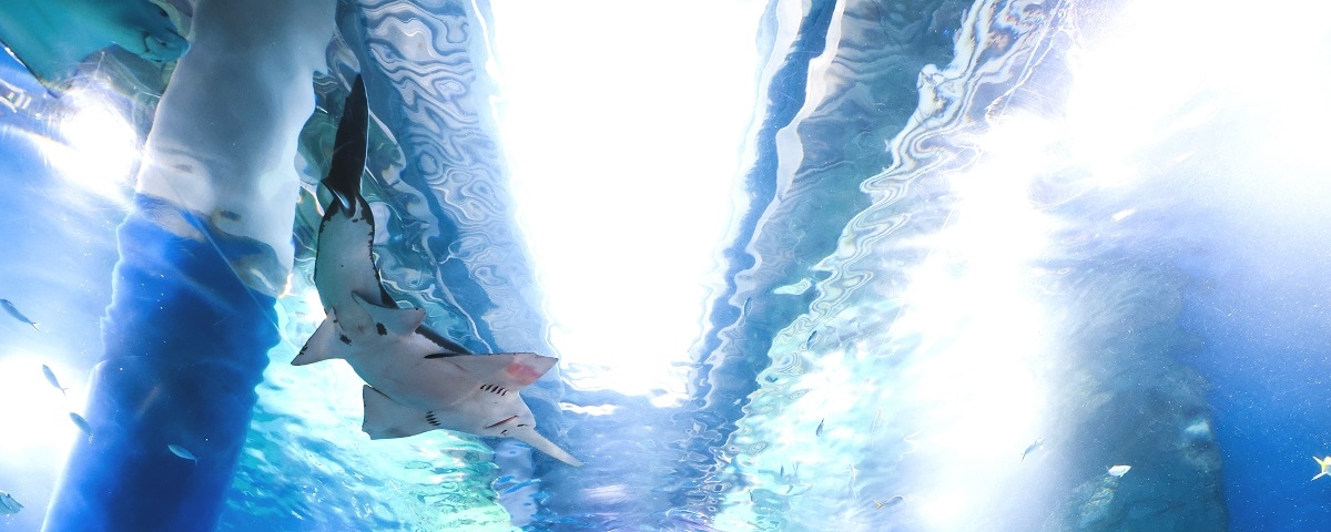 ワンダーチューブの フィーディングタイム｜マクセル アクアパーク品川