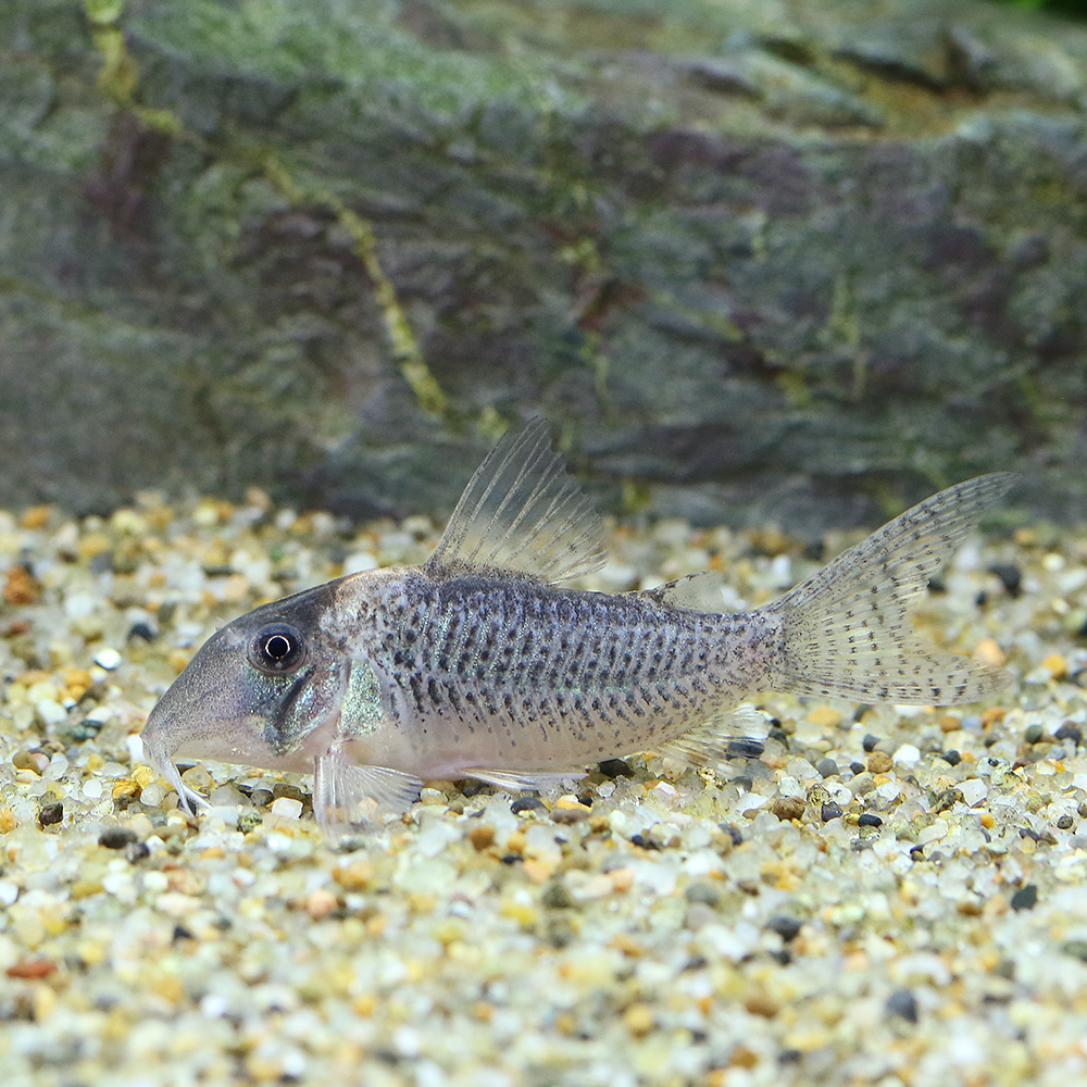 コリから目線でモノを言う vol.20 2023年新入荷コリドラス総集編