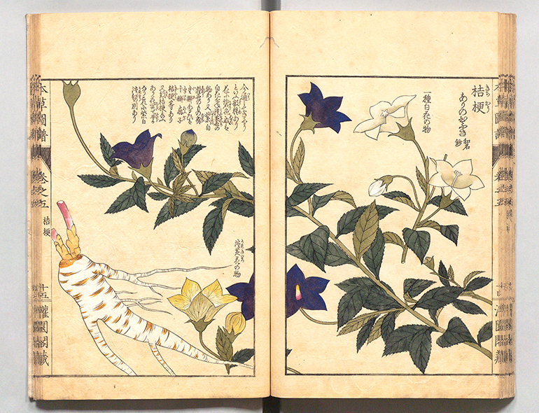 植物図譜の編纂｜江戸の花だより｜国立公文書館