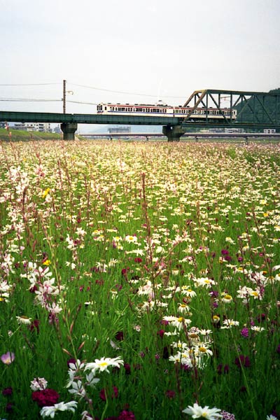 キヤノン オートボーイスーパー (Canon AF35ML) | Camera Museum by