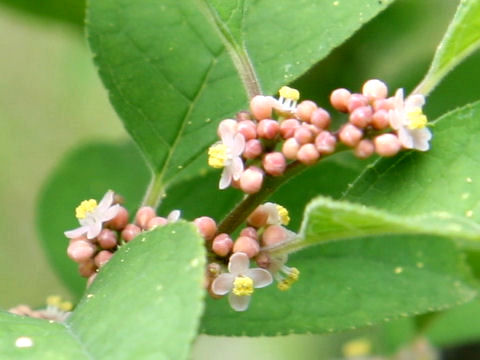 ウメモドキ (Ilex serrata)