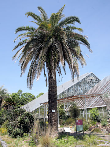 カナリーヤシ (Phoenix canariensis)