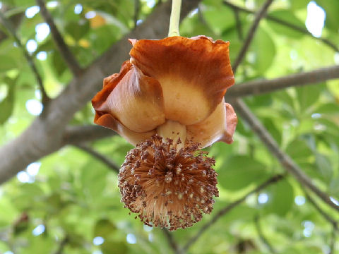 バオバブ (Adansonia digitata)