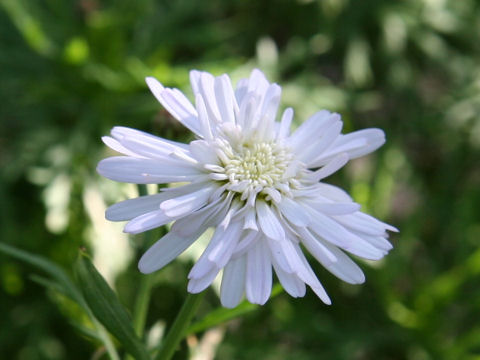 マーガレット (Chrysanthemum frutescens)