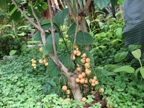 ランバイ (Baccaurea motleyana)