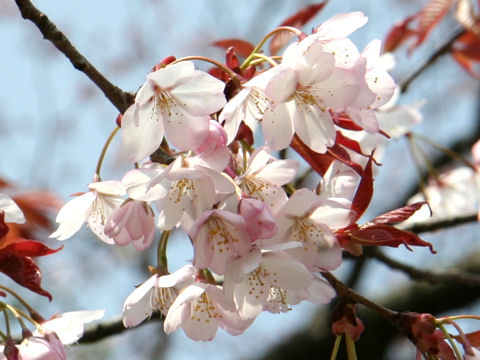 ヤマザクラ (Prunus jamasakura)