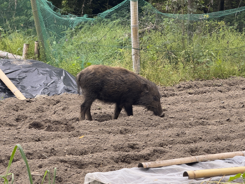 害獣対策の基本｜電気柵を効果的に設置するために - 防草シート専門店