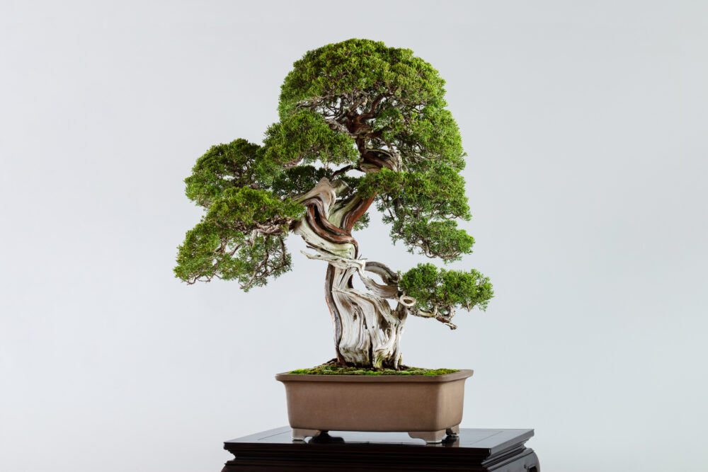 さいたま市大宮盆栽美術館