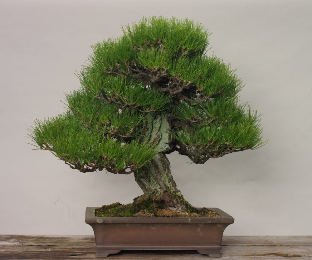 さいたま市大宮盆栽美術館