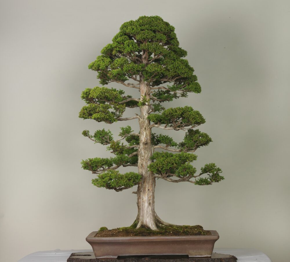 さいたま市大宮盆栽美術館