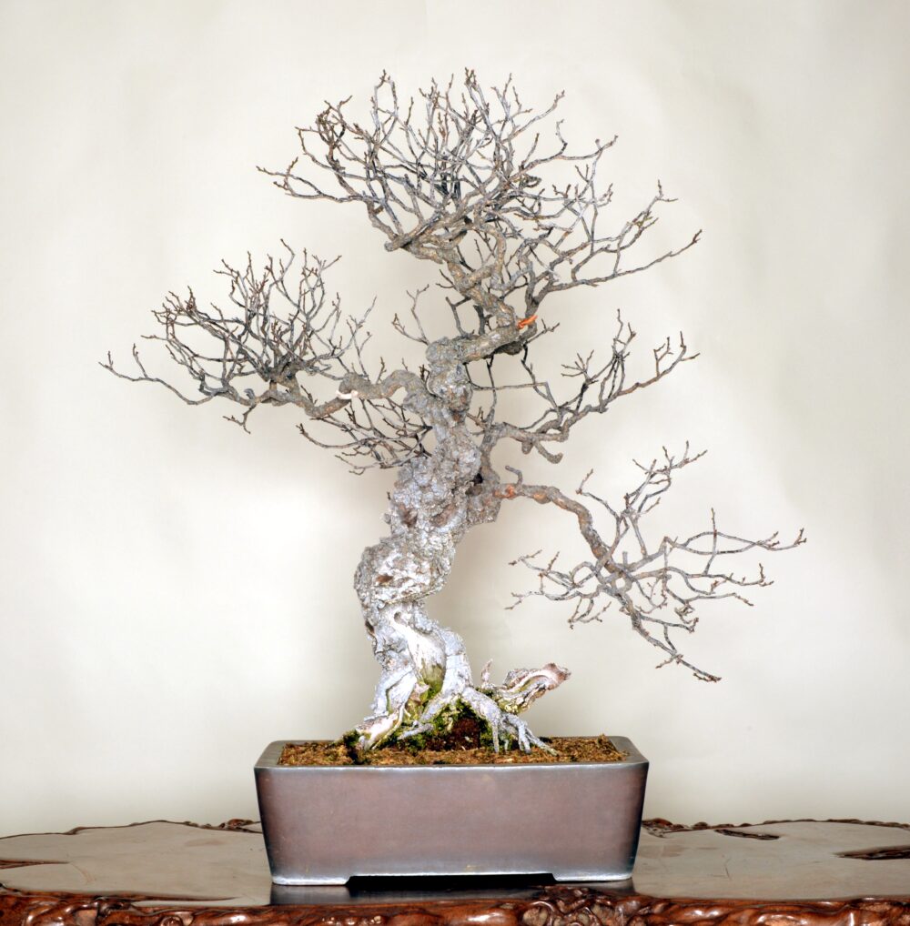 さいたま市大宮盆栽美術館