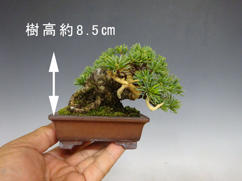 五葉松 (ミニサイズ) 【 24 B ― 19 】 - 小品盆栽専門店 湘風園