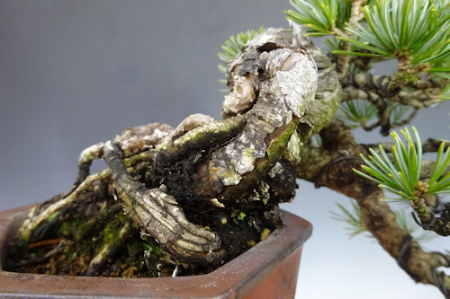 五葉松 【 23 B ― 49 】 - 小品盆栽専門店 湘風園オンラインショップ