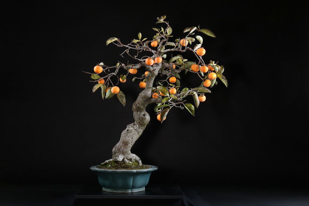 山柿 約80年 | 雨竹亭オンラインショップ