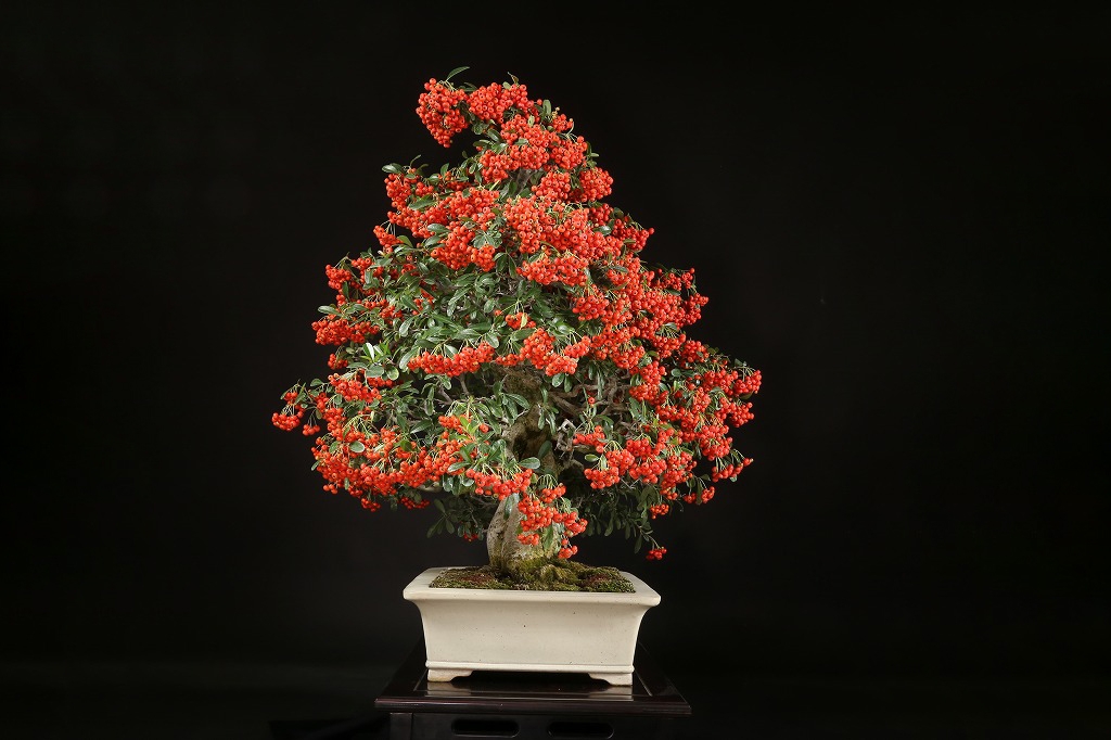 ピラカンサ 約50年 | 雨竹亭オンラインショップ