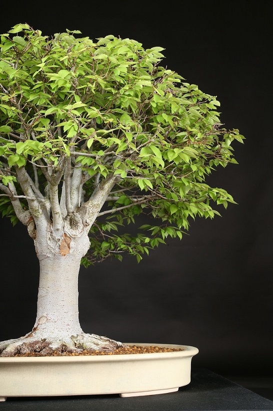 ケヤキ 約80年 | 雨竹亭オンラインショップ 【ガチ盆栽】本欅 ケヤキ 激