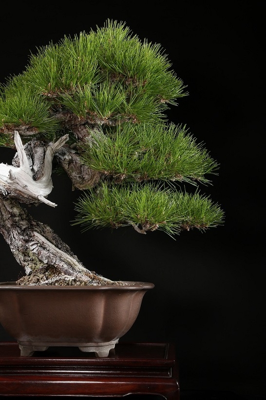 赤松 約120年 | 雨竹亭オンラインショップ