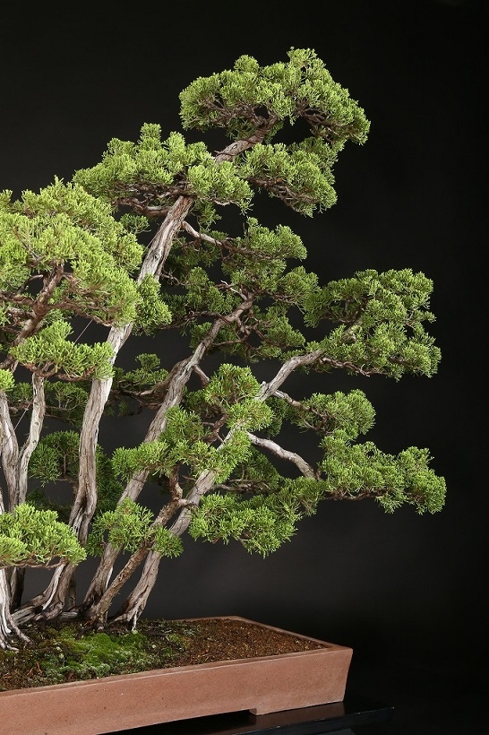 真柏寄植 約60年 | 雨竹亭オンラインショップ
