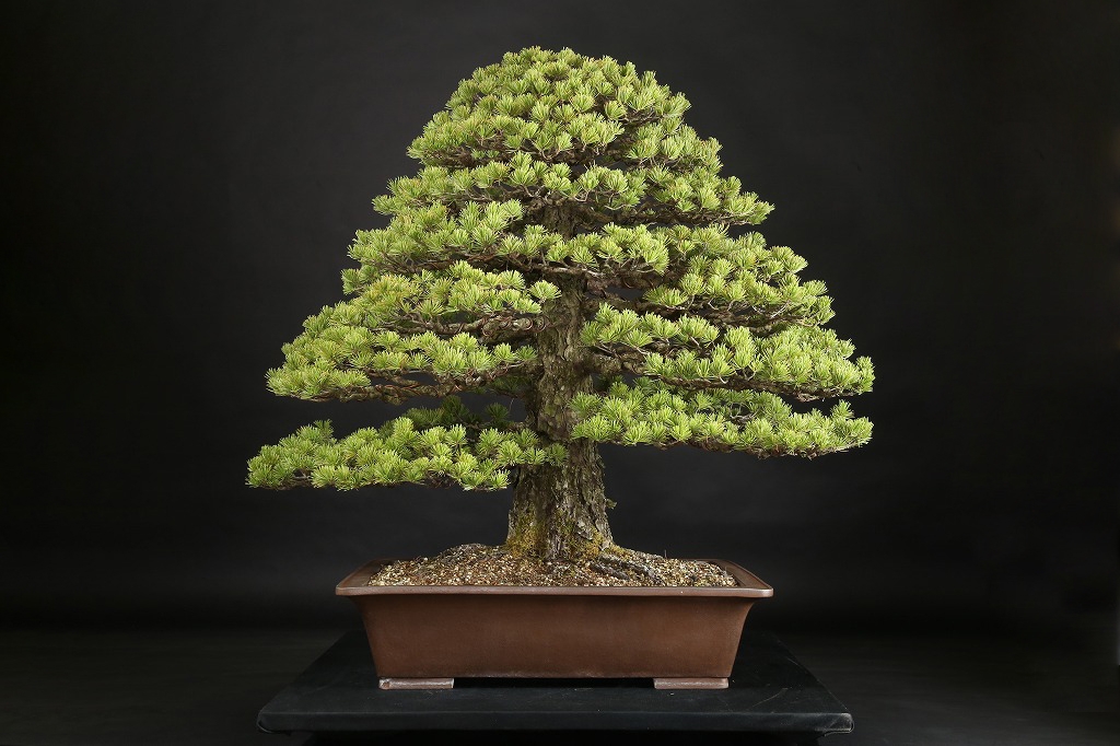 五葉松 約100年 | 雨竹亭オンラインショップ