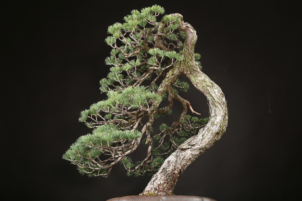 五葉松 約120年 | 雨竹亭オンラインショップ