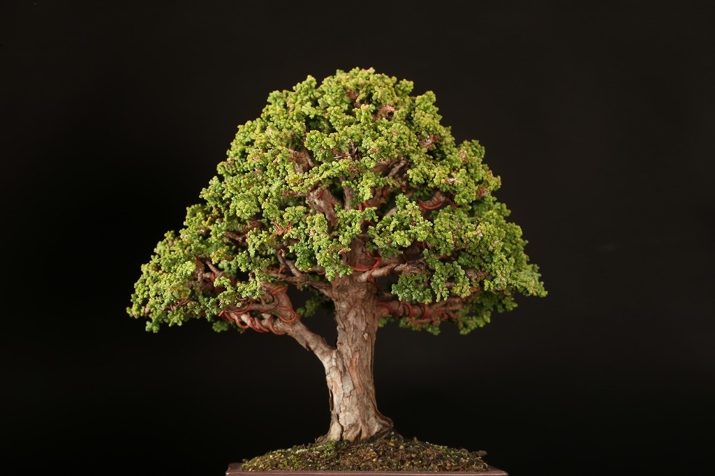 石化ヒノキ 約35年 | 雨竹亭オンラインショップ