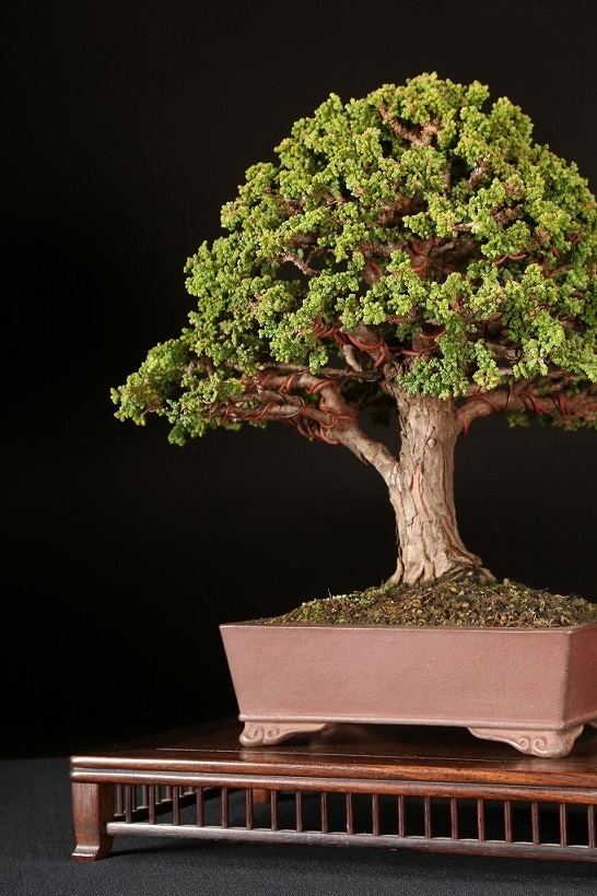 石化ヒノキ 約35年 | 雨竹亭オンラインショップ