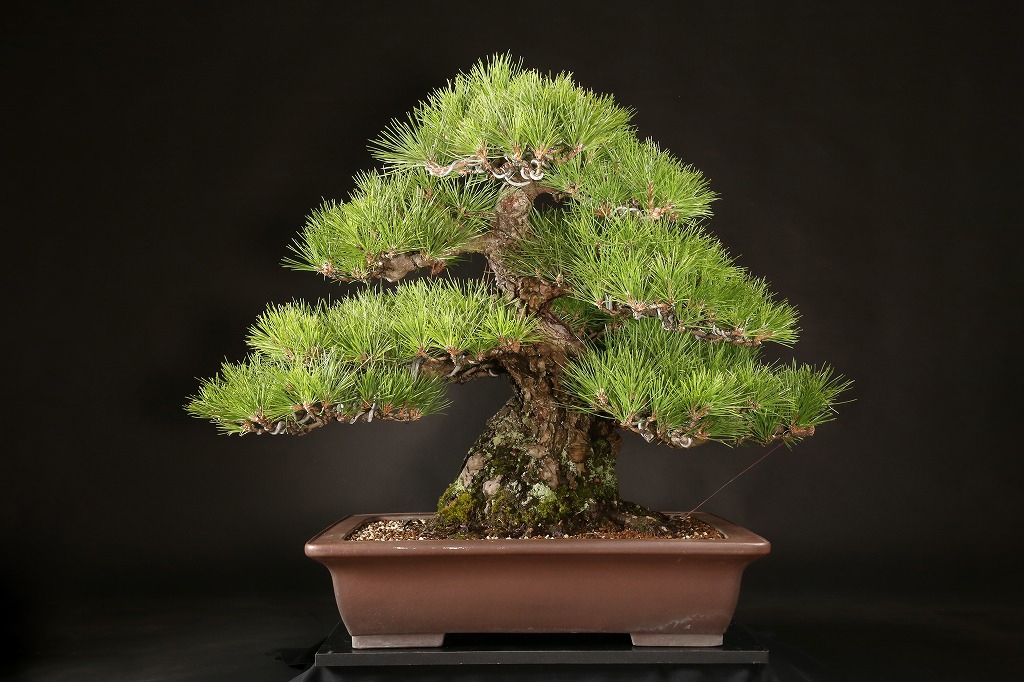 黒松 約80年 | 雨竹亭オンラインショップ