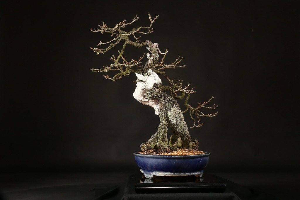 野梅（白一重咲）約100年 | 雨竹亭オンラインショップ