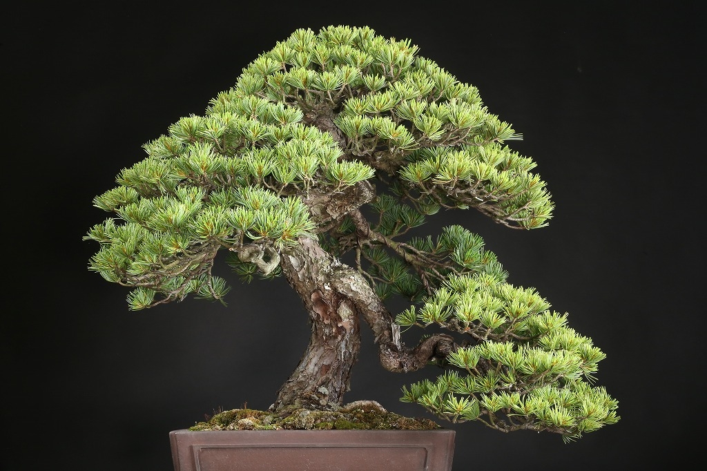 五葉松 約120年 | 雨竹亭オンラインショップ