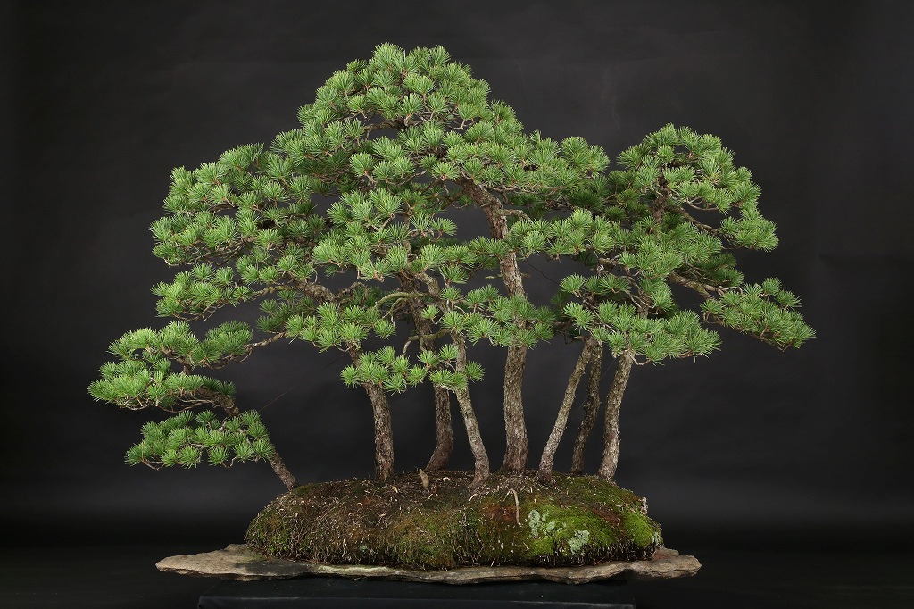 五葉松根連り石付 約80年 | 雨竹亭オンラインショップ