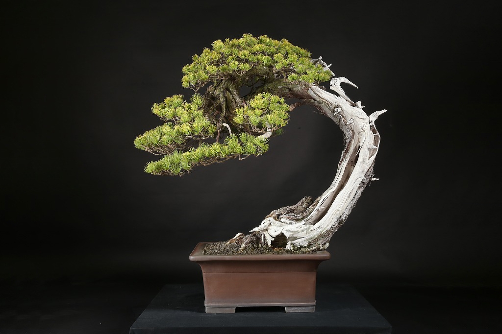 五葉松 約250年 | 雨竹亭オンラインショップ