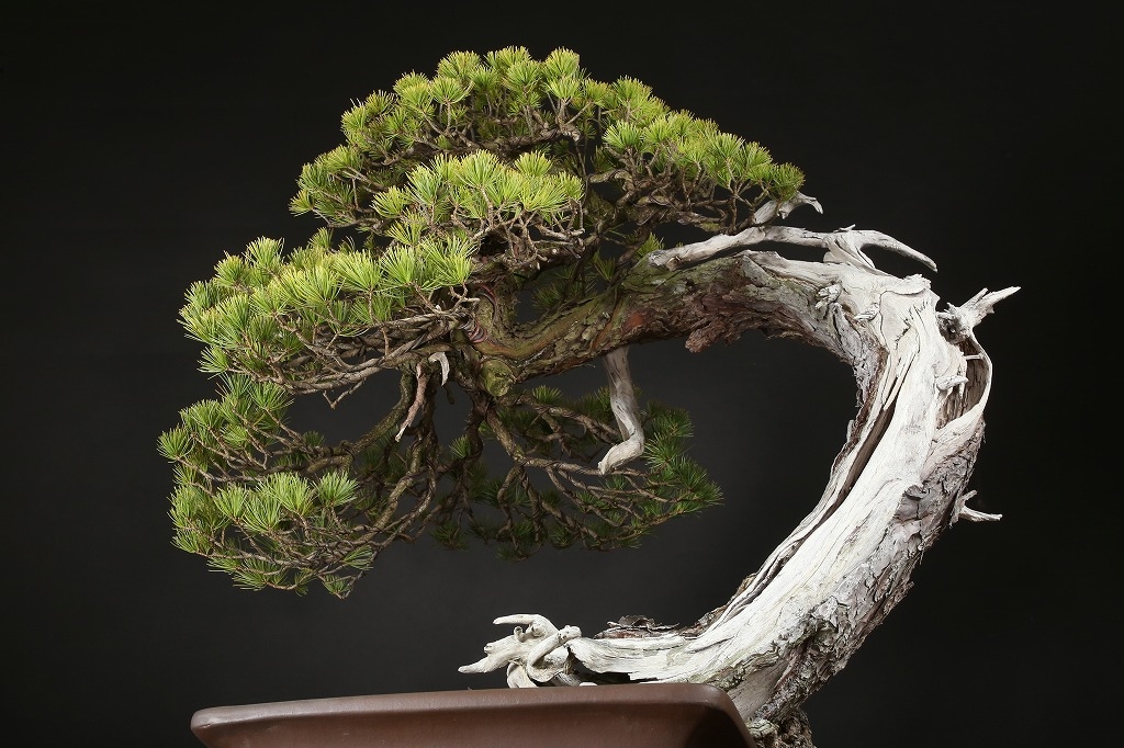 五葉松 約250年 | 雨竹亭オンラインショップ