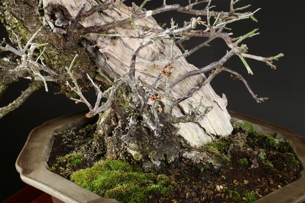 野梅（一重白花）約80年 | 雨竹亭オンラインショップ