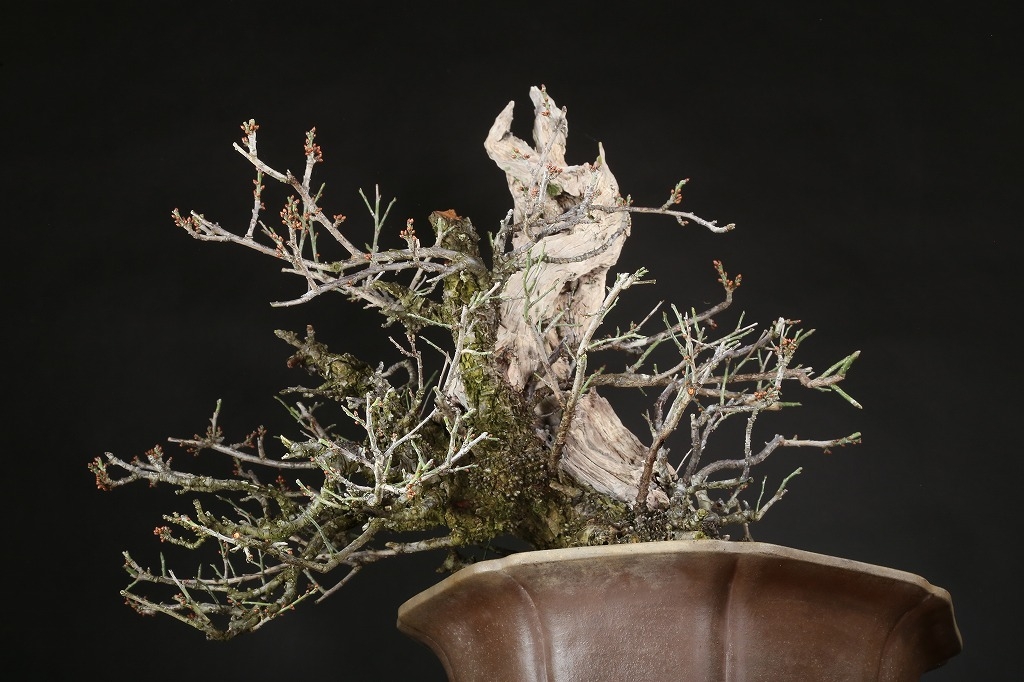 野梅（一重白花）約80年 | 雨竹亭オンラインショップ