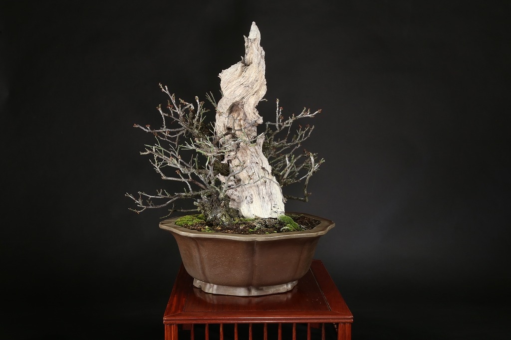 野梅（一重白花）約80年 | 雨竹亭オンラインショップ