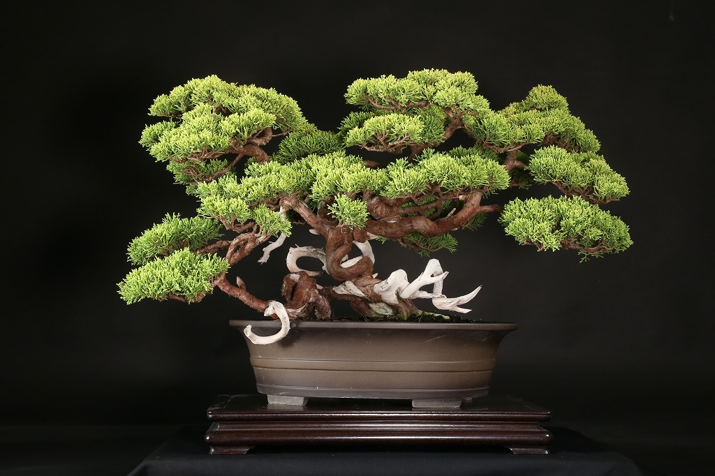 黄金真柏 約60年 | 雨竹亭オンラインショップ