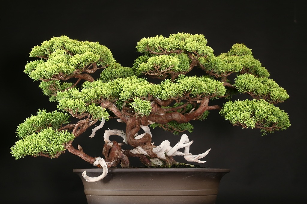 黄金真柏 約60年 | 雨竹亭オンラインショップ