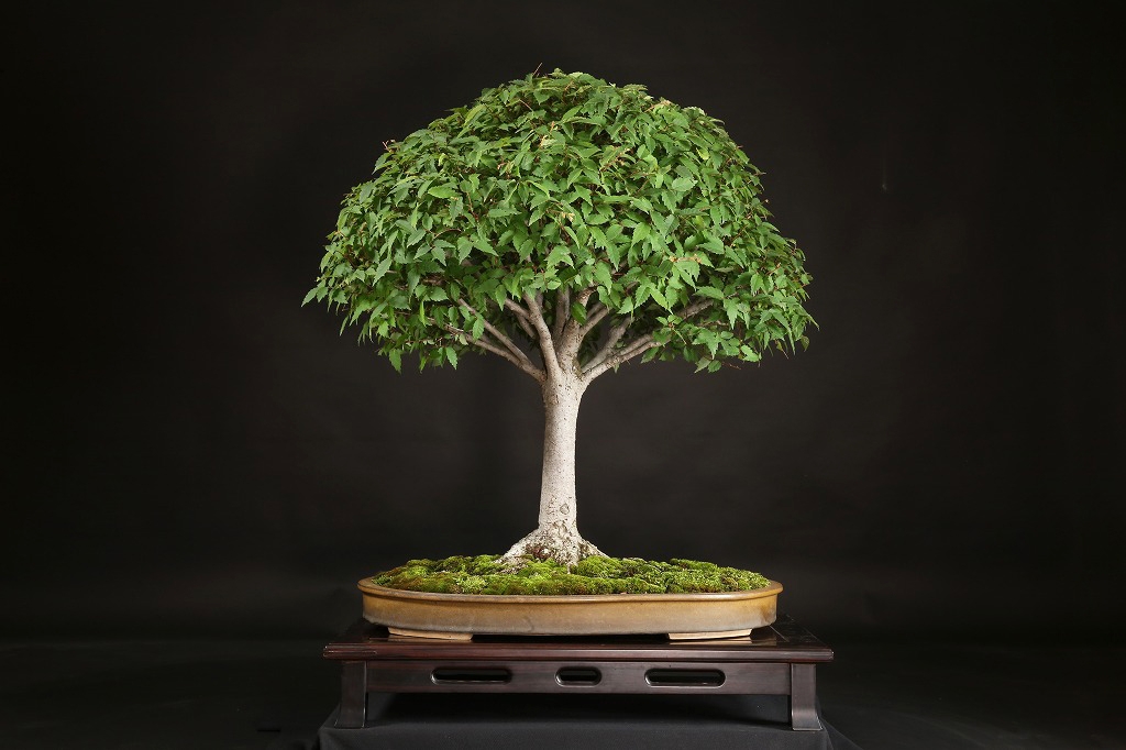 ケヤキ 約60年 | 雨竹亭オンラインショップ