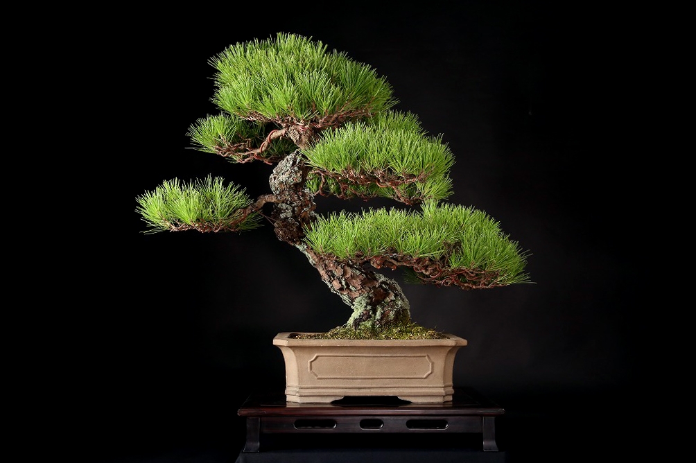 黒松 約120年 | 雨竹亭オンラインショップ