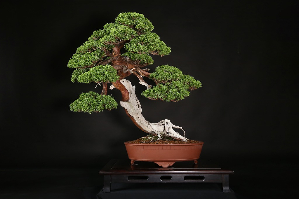 糸魚川真柏 約200年 | 雨竹亭オンラインショップ