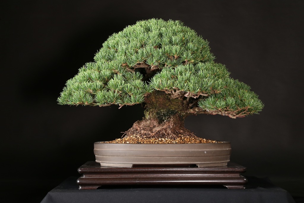 五葉松（九重）約65年 | 雨竹亭オンラインショップ