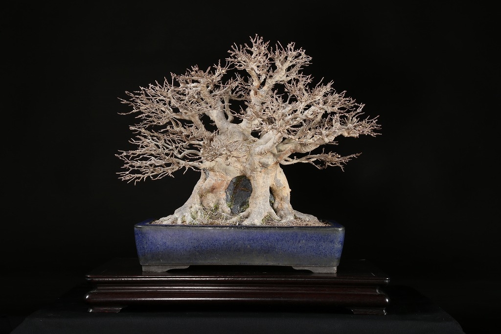 楓石付 約60年 | 雨竹亭オンラインショップ