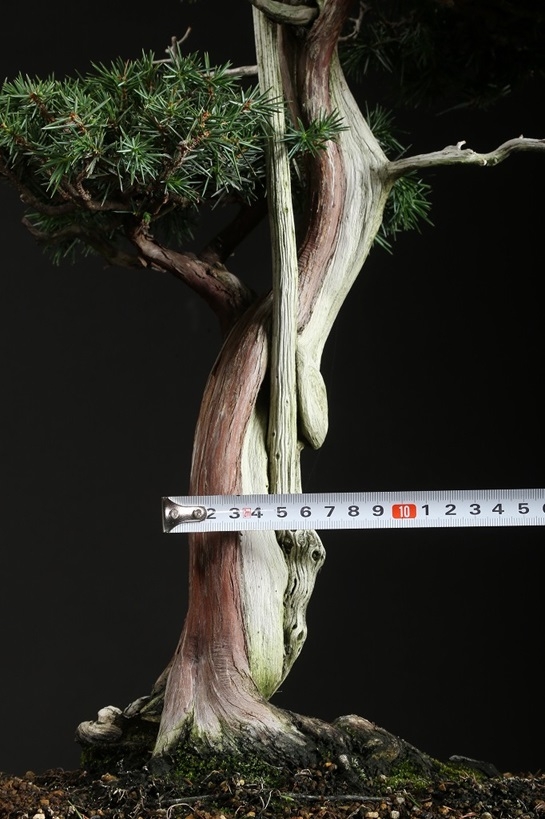 杜松 約80年 | 雨竹亭オンラインショップ