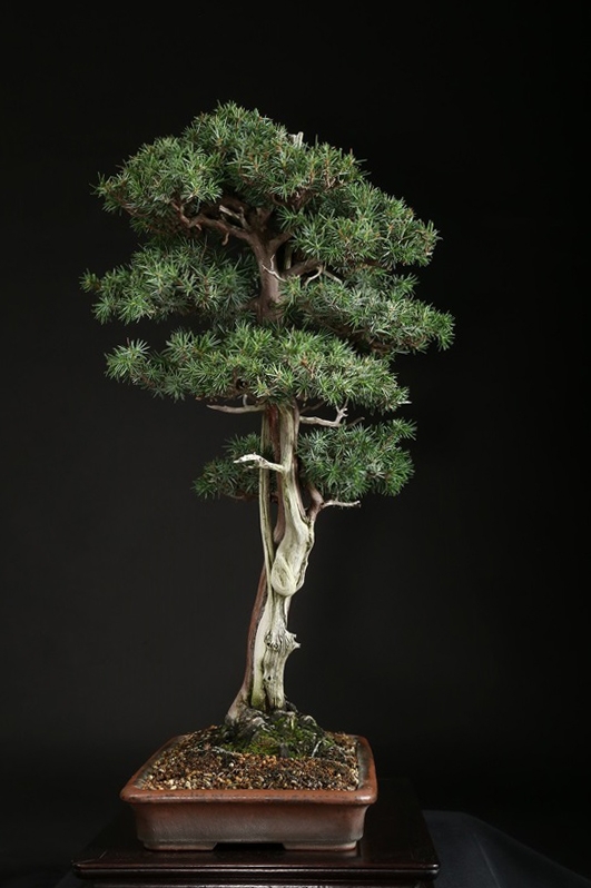 杜松 約80年 | 雨竹亭オンラインショップ