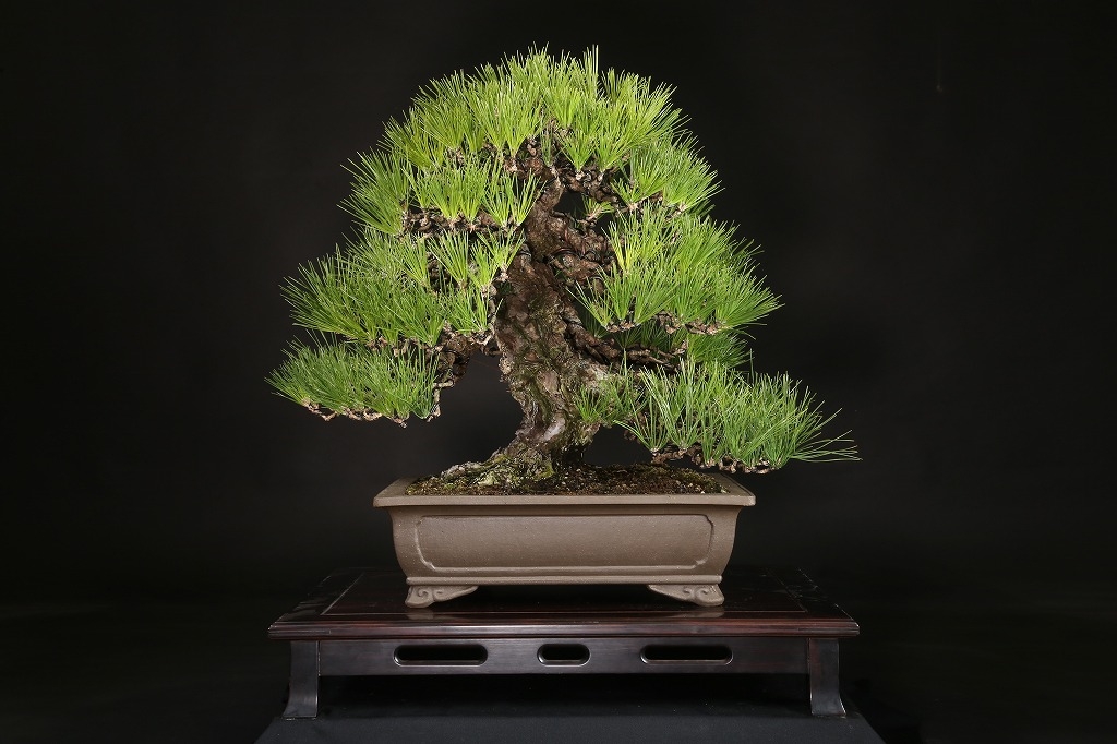 三河盆栽 持ち込み古い極古五葉松 貴重 東海地方の超名門出身の盆栽