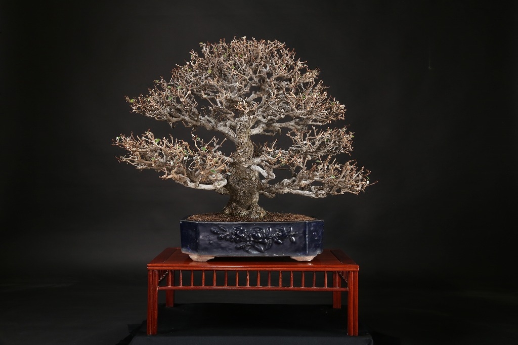 寒グミ 約80年 | 雨竹亭オンラインショップ