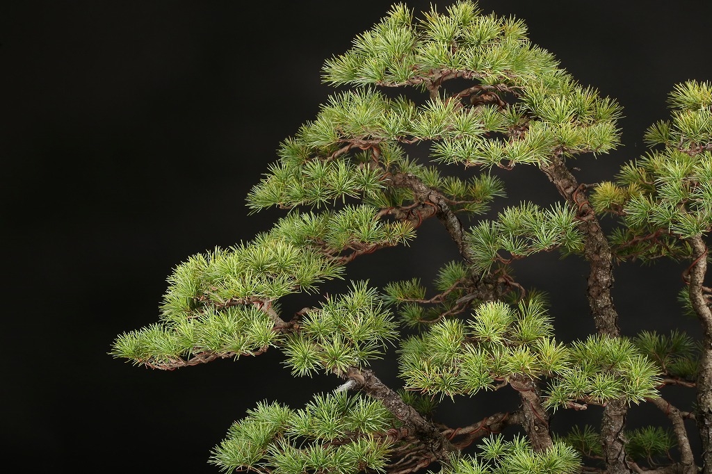 五葉松根連り石付 約100年 | 雨竹亭オンラインショップ