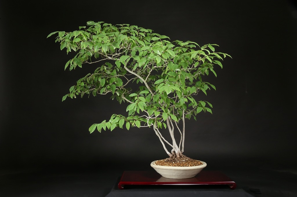 ヤマコウバシ 約25年 | 雨竹亭オンラインショップ