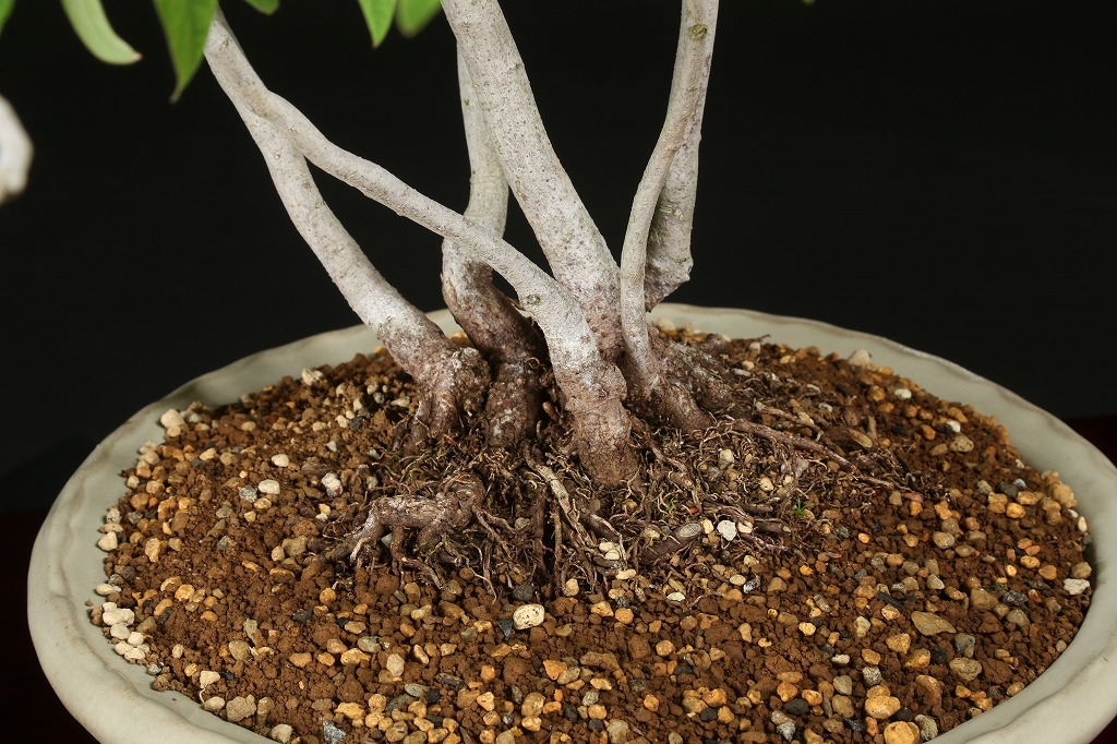 ヤマコウバシ 約25年 | 雨竹亭オンラインショップ