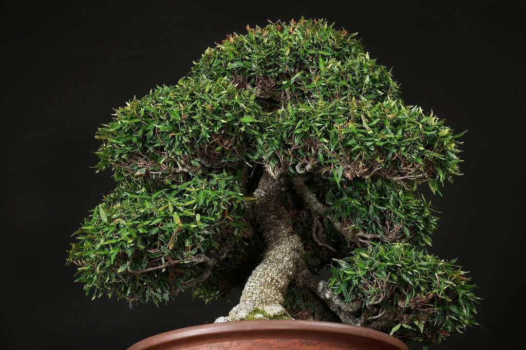 縮緬葛 約60年 | 雨竹亭オンラインショップ